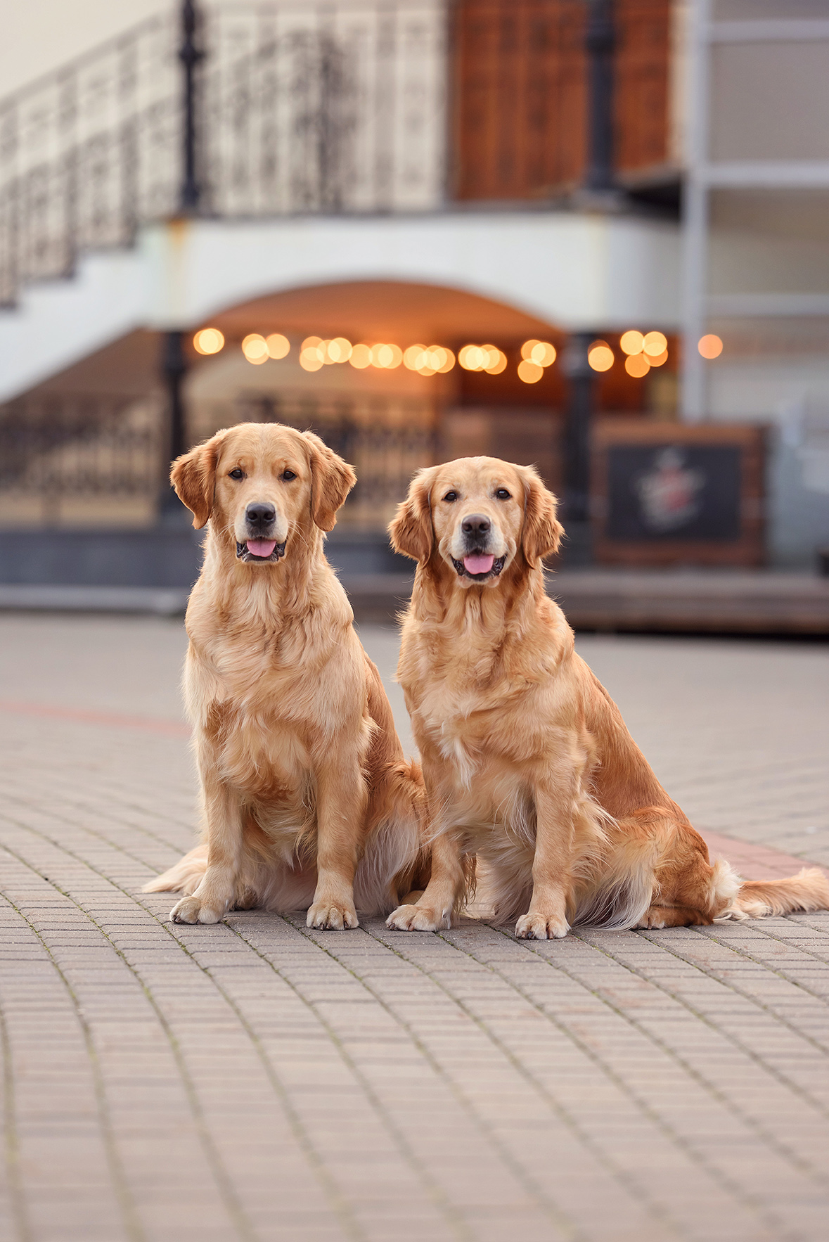 beautiful-golden-retriever-dogs