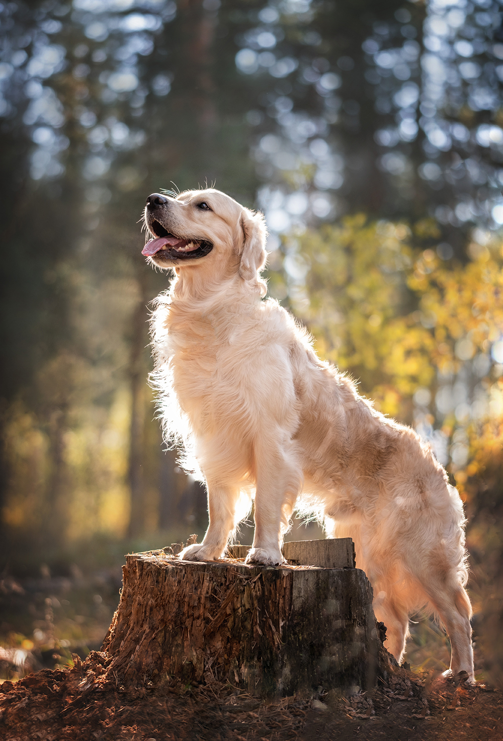 portrait-of-a-beautiful-dog-in-the-forest-in-natur-2025-03-23-10-29-04-utc